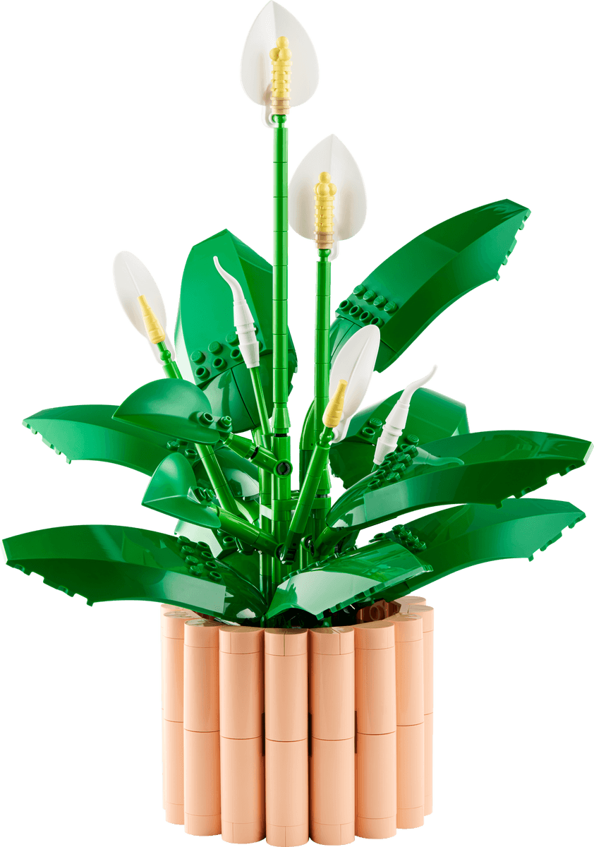 Peace Lily