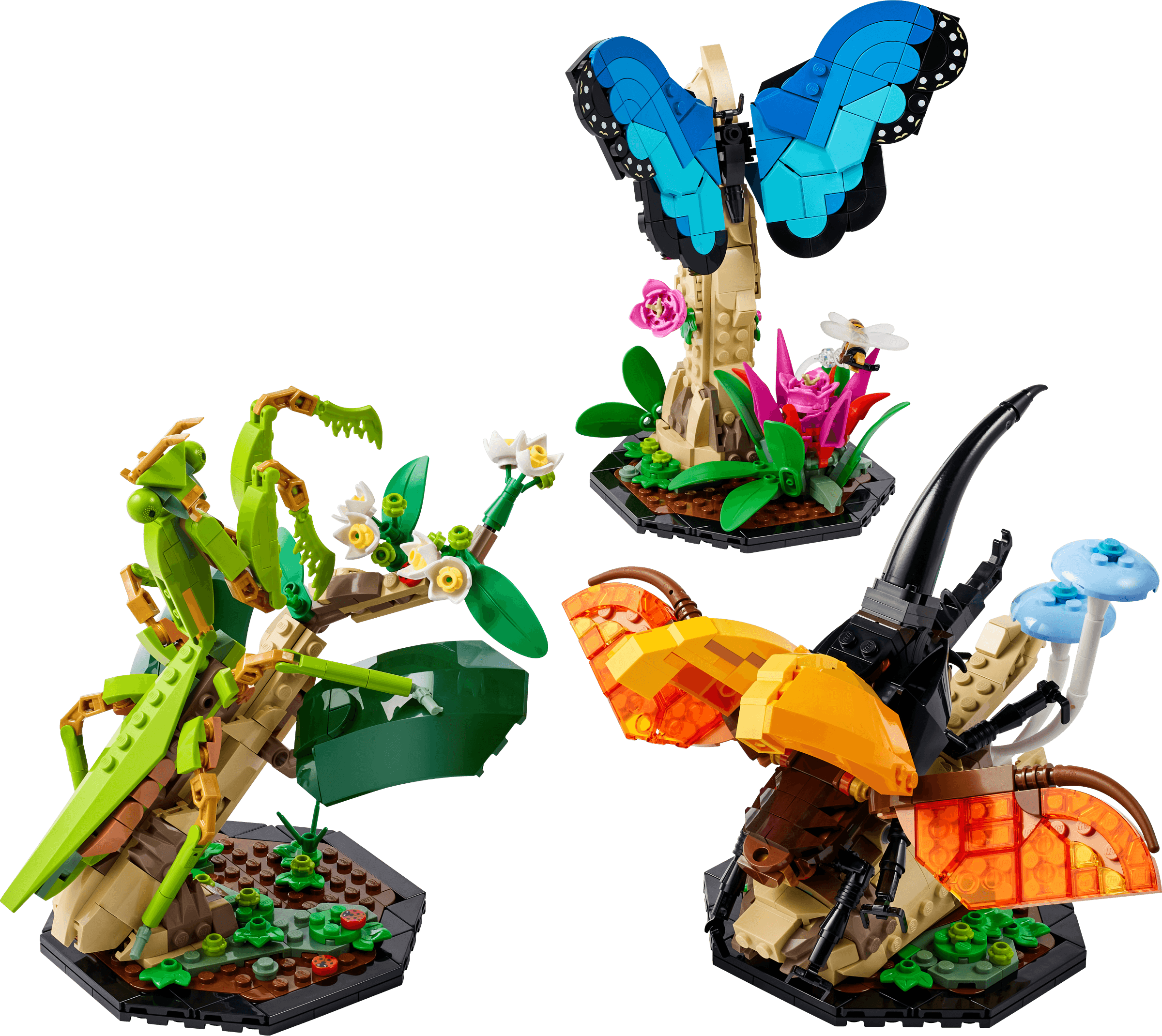 The Insect Collection